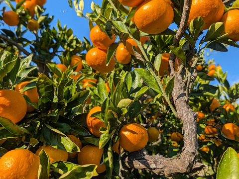 【味に自信あり：数量限定】甘味と酸味のバランスがとれたまる美農園の濃厚早生みかん（5㎏）