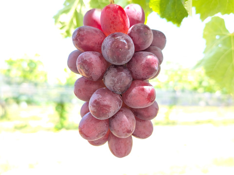 長野県限定栽培　信州上田産　『クイーンルージュ®』　お得な家庭用(バラ房、小さな実など含まれます)1.5～1.8キロ（目安4～6房）