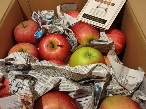 『訳あり りんご』サンふじ　りんご　10kg