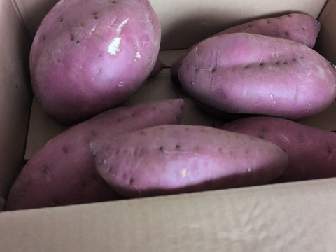 栗かぐや　ご家庭用　5kg