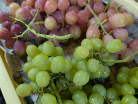 【一粒の甘さ】ぶどう食べ比べセット180g程度×5p