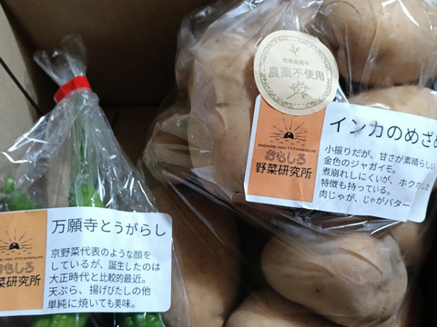 インカのめざめ　2 黄金のじゃがいも！ インカのめざめ 2㎏：神奈川県産のインカの