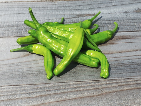 パネライ 希少 数量限定】収穫当日出荷 穫れたてししとう 獅子 袋 2 x 200g 野菜