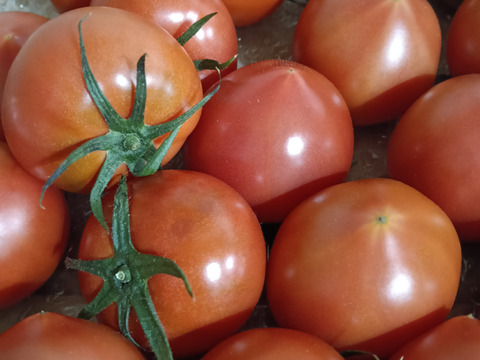 昔ながらのトマト🍅８０サイズ箱詰め(2S玉)
