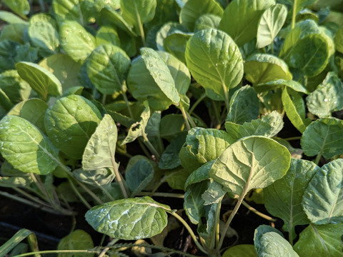 【福袋増量&割引(^^♪】双葉農園の芽キャベツ”（900g→1000g  10食分） （ちょっと割引　2580円→2500円）　【福袋】from 名水の里　神奈川県秦野市