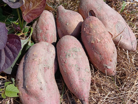 自然栽培【初物】さつまいも【安納芋】3 キロ固定種 在来種（ 淡路島産3600円）農薬不使用　無肥料栽培