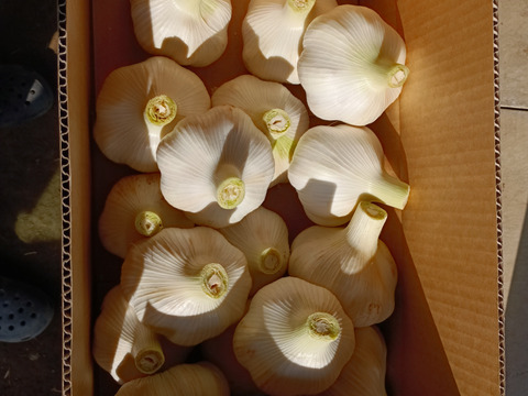 新鮮！青森出身の生産者が作った【にんにく】1kg：埼玉県産の野菜