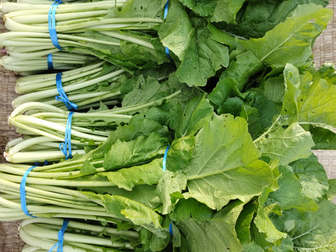 【雪下野沢菜】発祥の地域産、大量10kg
