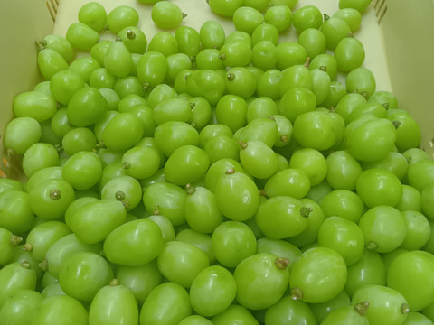訳あり シャインマスカット(バラ2kg)：山梨県産のシャインマスカット