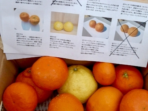 ［2kg］今が旬！春柑橘の詰め合わせ（4〜6種類・大小混合）【柑橘食べ比べ】