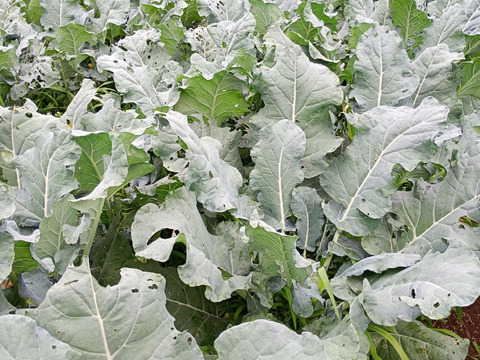 朝どれ ブロッコリー 約３Kg  ３Ｌサイズ ６個入り 収穫当日出荷