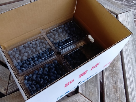 【農薬不使用】　冷凍　完熟MIX・ブルーベリー2kg　化粧箱入り