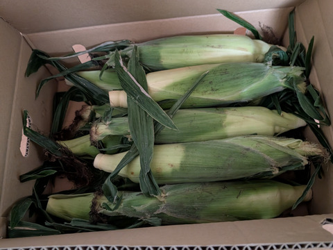 【福袋2025】ゴールドラッシュとドルチェドリーム　5本ずつ（計10本）