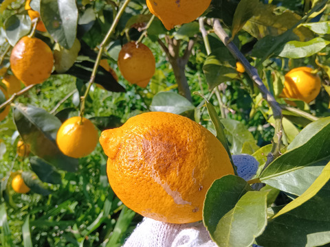 【1口500円】令和8年 大雪や雹によるレモン・柑橘被害支援プログラム