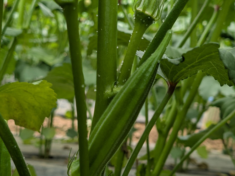 【新鮮朝採れオクラ100本】熊本県産｜HANA FARM
