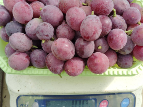 【バラ粒】訳あり 安芸クイーン2kg