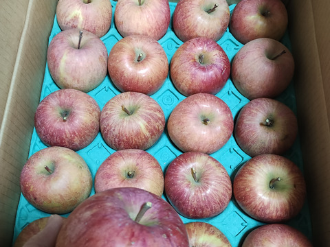 ＼12月10日まで／【個性溢れるりんごたち】『サンふじ』５キロ【１２〜２０玉入り】【家庭用】【訳あり】🍎山形りんご🍎