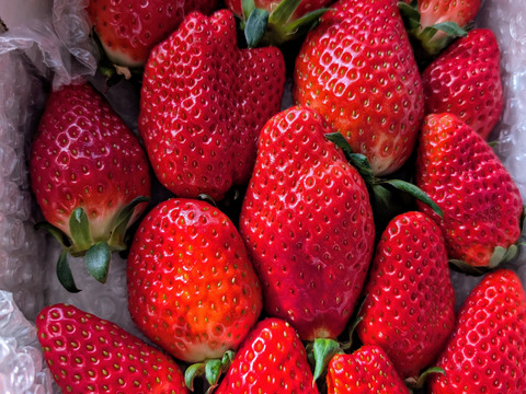 【内容量約500g】【12月発送】【今年はきらぴ香いちごをお届け！】【安定感抜群の濃厚な味と香り！】