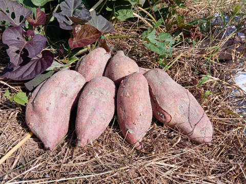 自然栽培【初物】さつまいも【安納芋】5キロ固定種 在来種（ 淡路島産5500円）農薬不使用　無肥料栽培