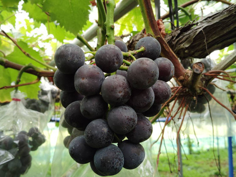 【訳ありバラ粒】ピオーネ1.8kg(900g×2パック)