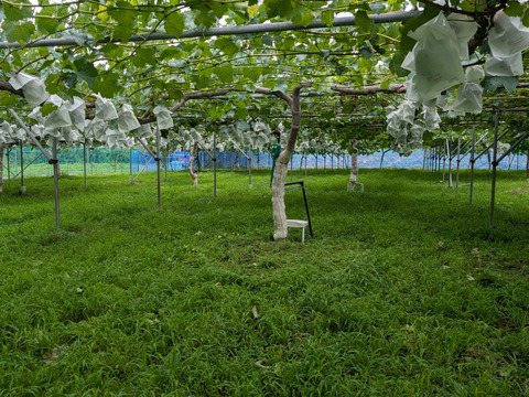 長野県限定栽培　信州上田産　『クイーンルージュ®』　お得な家庭用(バラ房、小さな実など含まれます)1.5～1.8キロ（目安4～6房）