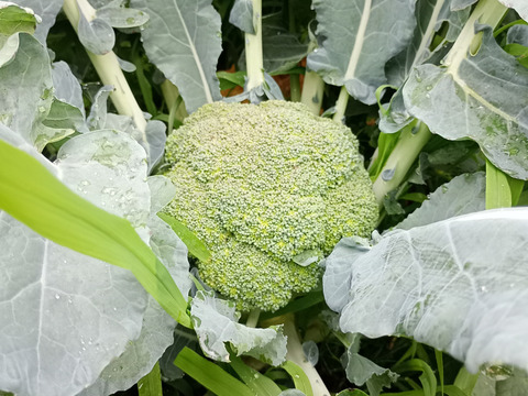 朝どれ ブロッコリー 約３Kg  ３Ｌサイズ ６個入り 収穫当日出荷