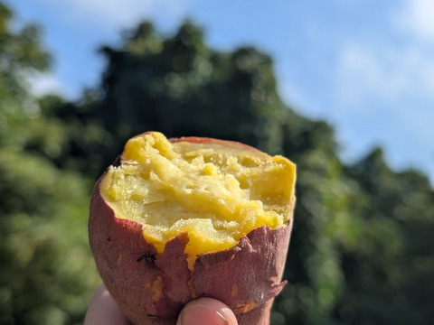 ほっくり、しっとり  栗かぐや ご家庭用  2kg