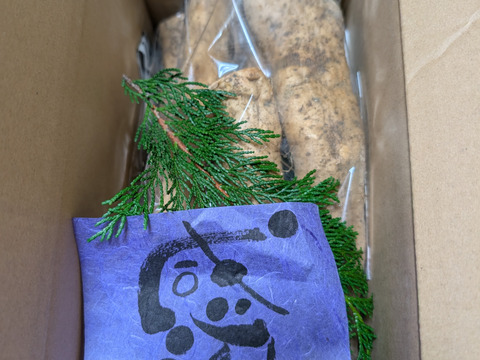 肉厚！プニプニの歯ごたえ丸焼きにピッタリ！生しいたけ（1.5㎏）