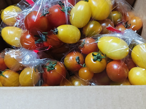 カラフルミニトマトとバジル