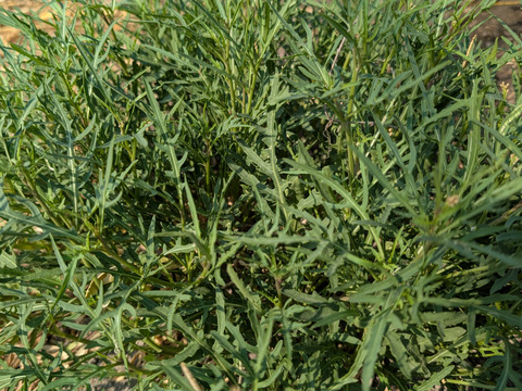 香り豊かなセルバチコ フレッシュ