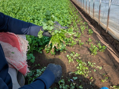 【60g×3束】通年栽培！！今朝獲れ新鮮パクチー(*☻-☻*)