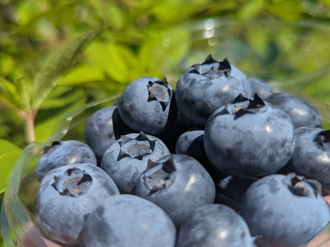 【生食】2025年産ブルーベリーとブラックベリーの贅沢セット（500g）