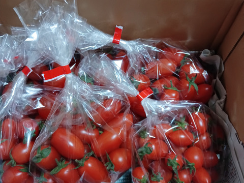 あま～いプチトマト（アイコ）がたっぷり1,5㎏入ります