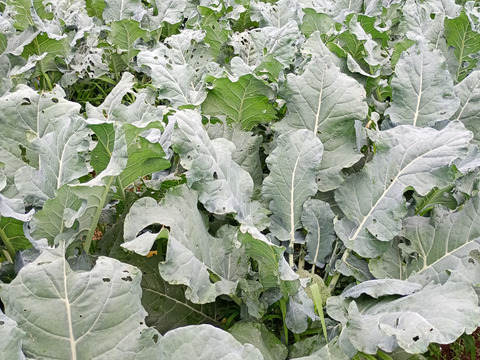 朝どれ ブロッコリー 約３Kg  ３Ｌサイズ ６個入り 収穫当日出荷