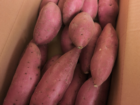 上品な甘さの「シルクスイート」５kg【鹿児島県産】【サツマイモ】【さつまいも】【冬ギフト】