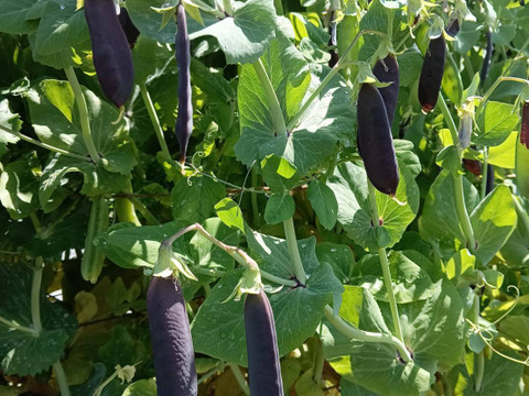 秋、自然栽培野菜L セット6〜7種類《10月、夏の自然栽培野菜3.5