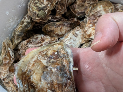 食べやすい1口サイズ！【加熱用】
殻付き牡蠣Sサイズ2キロ