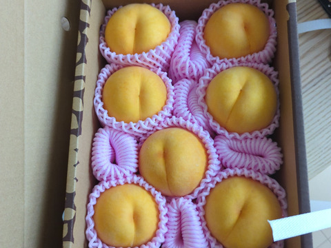 大人気の黄桃！ 【限定100箱】 8月下旬～9月中旬頃発送 訳あり品 黄桃 約2㎏ （5玉～9玉入り） 家庭用  MKW01-01-01