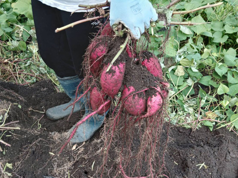 ホクホク美味しい！　京都府産　紅はるか　1.5kg