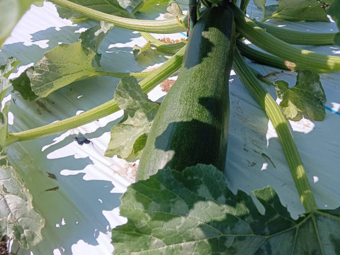 【淡路島 自然栽培 固定種 ズッキーニ】2キロ 無肥料 農薬不使用　サラダにお新香、グリルにソテー、緑色白ズッキーニ（UFO）食べ比べ