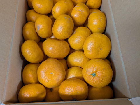 【訳あり】『大津みかん(四号)』5㎏ サイズミックス（１㎏あたり7-10個）大津四号発祥の地 湯河原産