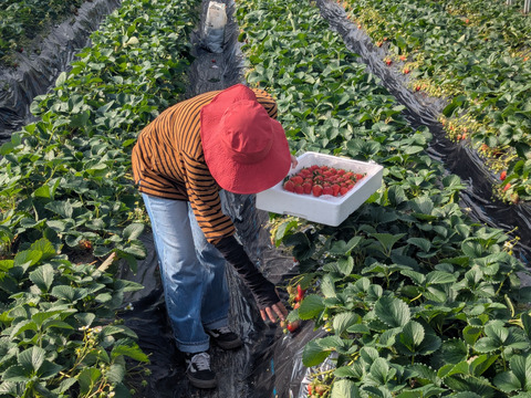 【ギフト最適】特大紅ほっぺ 200g×3p