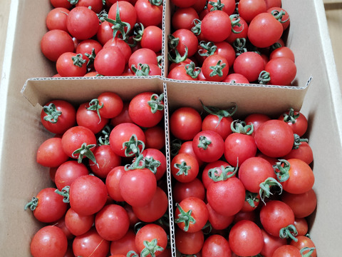 ミニトマト　キャロルスター　無選別たっぷり2kg