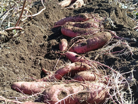 さつまいも　紅はるか　4.5ｋｇ　パチャママ農園