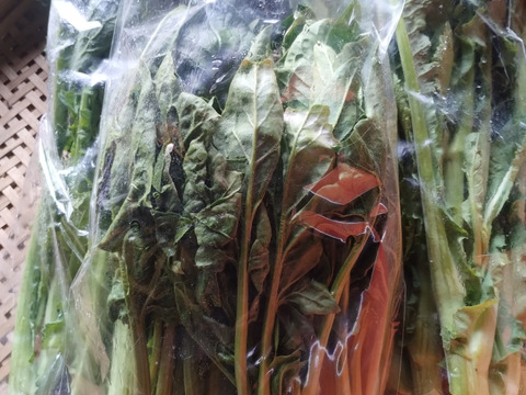 期間限定・春の野菜セット【60サイズ】※野沢菜とう立ち菜、雪下ほうれん草、雪下キクイモ