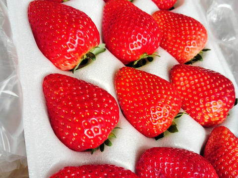 (1P)約460g★特価300円値引【いちご・とちあいか】★甘さ増量●お手頃価格●栃木県産いちご●お届け日指定可