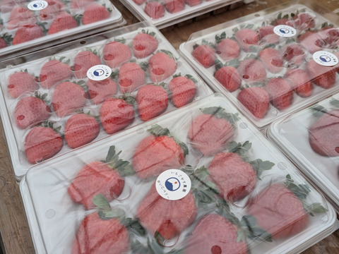 【大切な方への贈り物に】贅沢！食べ比べいちご 化粧箱入り400g×2トレー