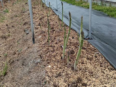 鮮度抜群！グリーンアスパラガス500g