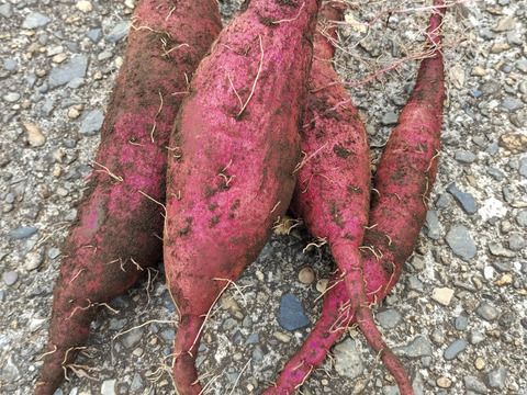 さつまいも生キャラメル 8個入×10袋