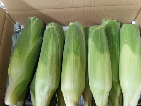 （訳ありカット品）イエローコーン！